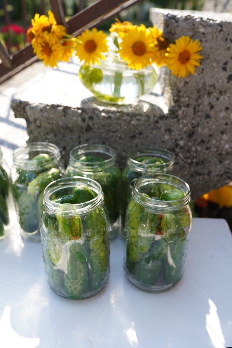 jak zrobić ogórki kiszone?